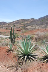 agave et cierge