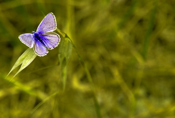 Malta Butterfly