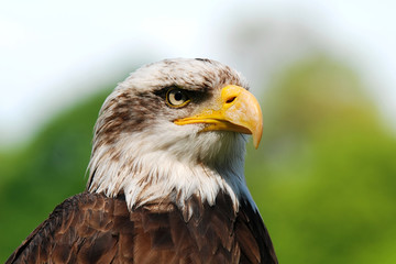 Bald Eagle portrait