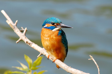 wonderful coloured kingfisher