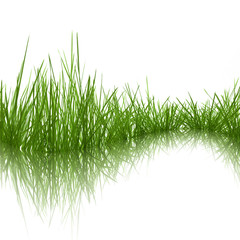 Fototapety  Grass