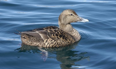 Beautiful eider