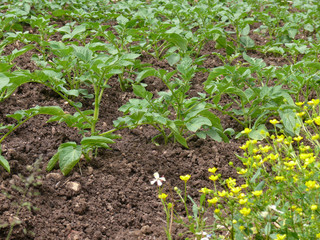 potatoes young plant2