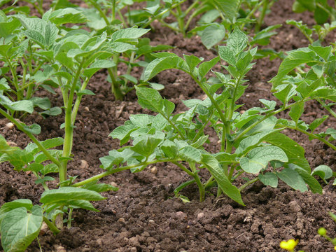 potatoes young plant3