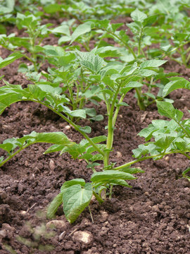 potatoes young plant
