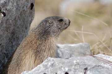 Marmotte du Vercors