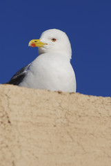 Obraz premium Sentry Seagull