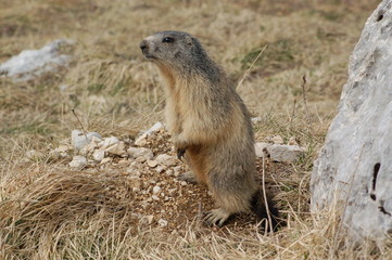 Marmotte du Vercors