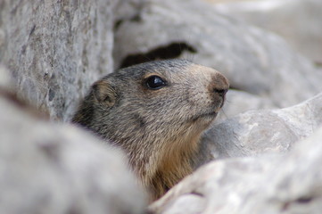 Marmotte du Vercors