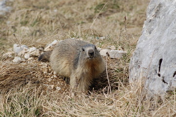 Marmotte du Vercors