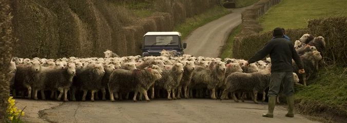 Poster de jardin Moutons troupeau de moutons