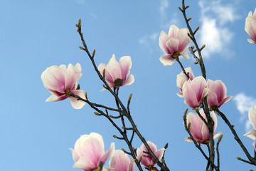 Magnolia Flower