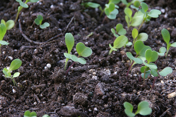 Seedlings