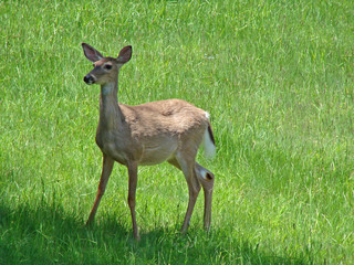 deer in a meadow