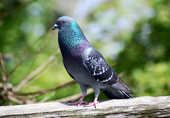 Pigeon sitting on wooden fence in sunshine
