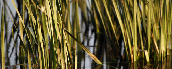 grass on riverside