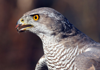 Falcon 3