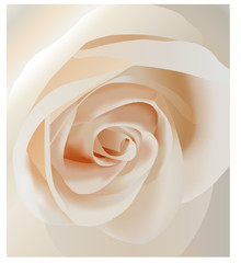 vector white rose closeup