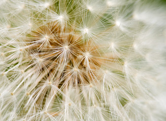 Obraz na płótnie Canvas Dandelion Seed texture