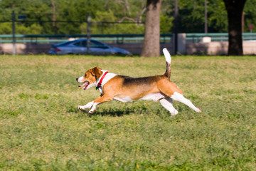 Naklejka na ściany i meble Run Beagle Run!