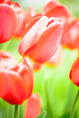 Fototapeta premium flowers background