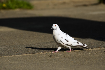 walking pigeon