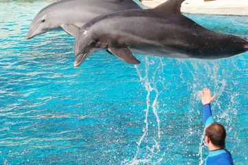 Crédence de cuisine en verre imprimé Dauphin Spectacle de dauphins
