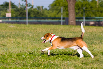 Run Beagle Run!