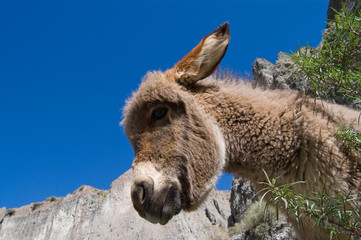 Fototapeta premium donkey against blue sky