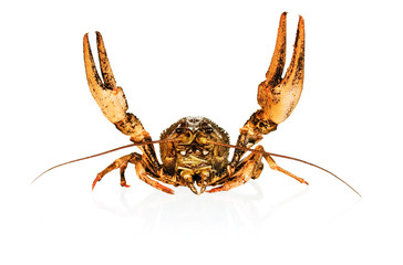 crayfish isolated on white 