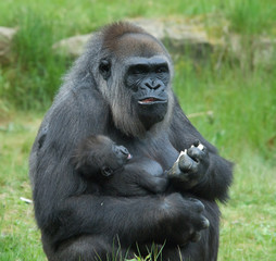 gorilla with baby