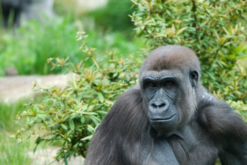 Obraz premium female gorilla