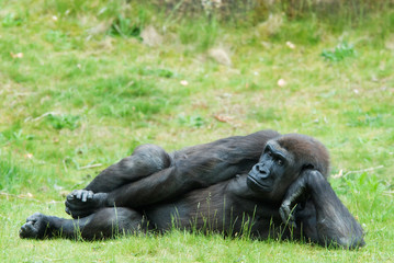 female gorilla