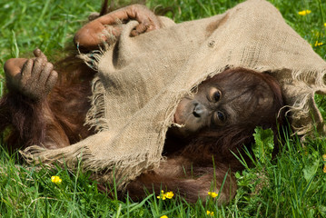 baby orangutan © Eric Gevaert