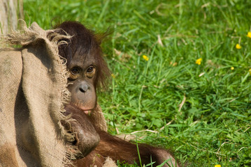baby orangutan © Eric Gevaert