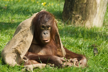 baby orangutan © Eric Gevaert