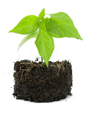 Pot plant with its compost exposed against a white background