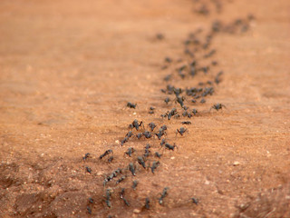 Ant line