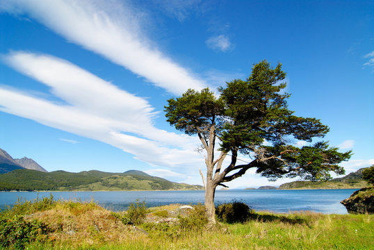 tree shaped by the wind in patagonia © buteo