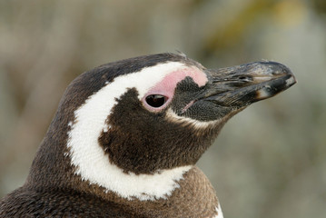 Naklejka premium Magellanic Penguin (Spheniscus magellanicus) in Patagonia