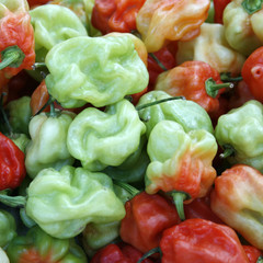 MARKT - MALE - MALDIVES - MARKET - MALEDIVEN