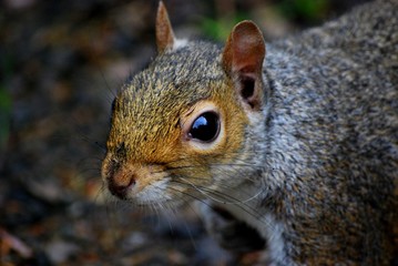 squirrel