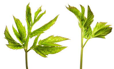 Plant isolated on white