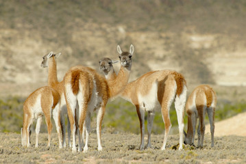 Guanaco (Lama Guanicoe) in Patagonia
