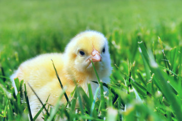 Chicken have a rest  on green grass
