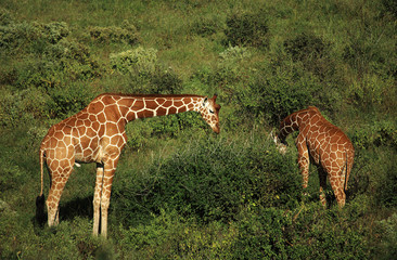 Two giraffe feeding