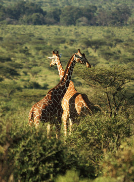 Two Reticulated Giraffe