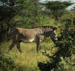 Fototapeta na wymiar Zebra walking through the trees
