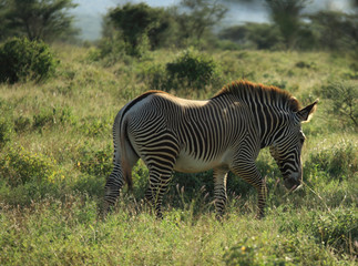 Fototapeta na wymiar Single Grevy's Zebra