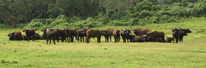 Herd of buffalo